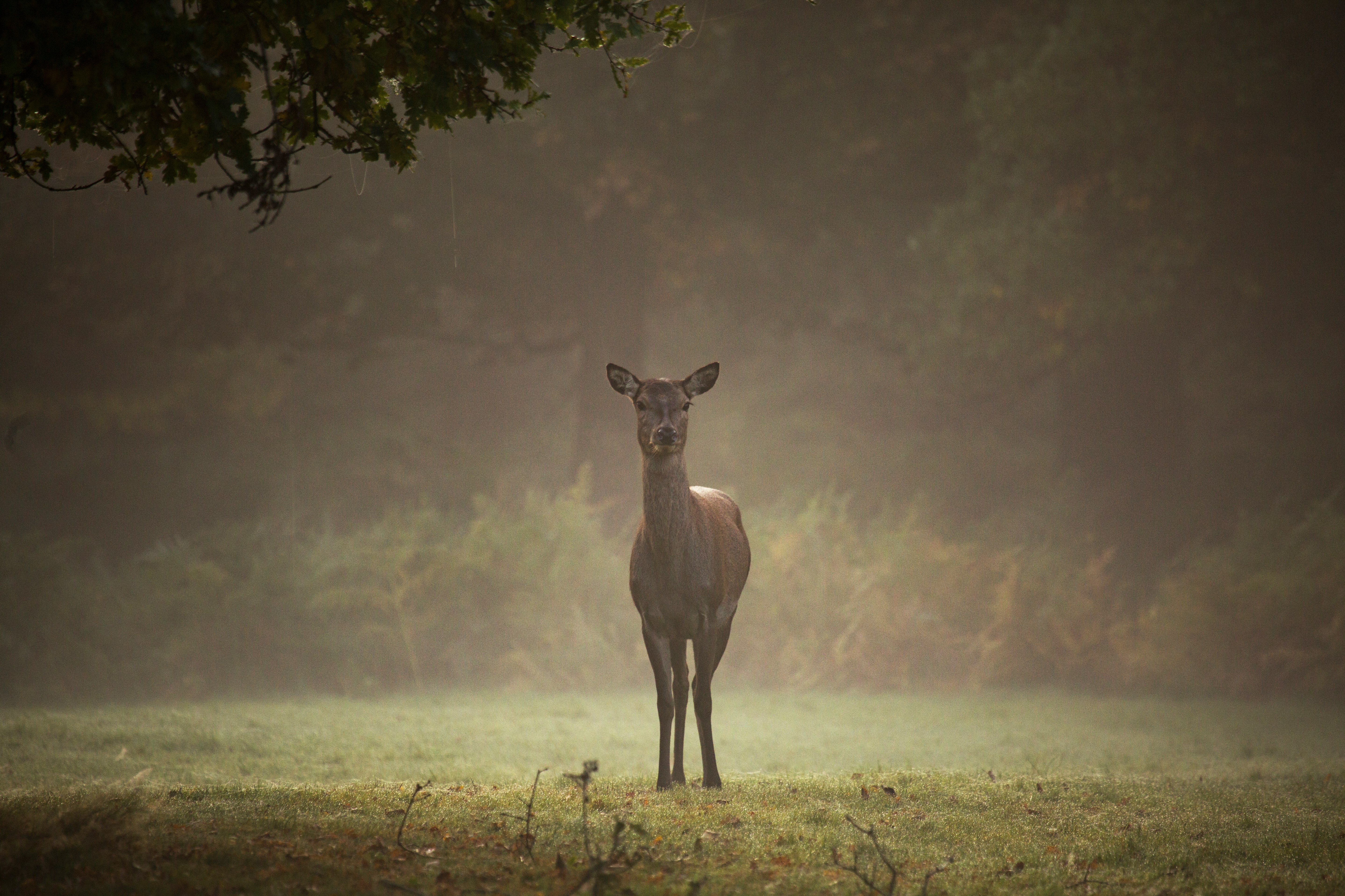 doe on green grass field